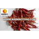 China supplier exported indian dry red chilli