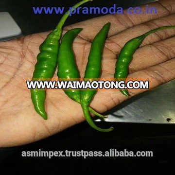 green chilli peppers manufacturers in India