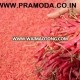 tamil nadu red chilli price